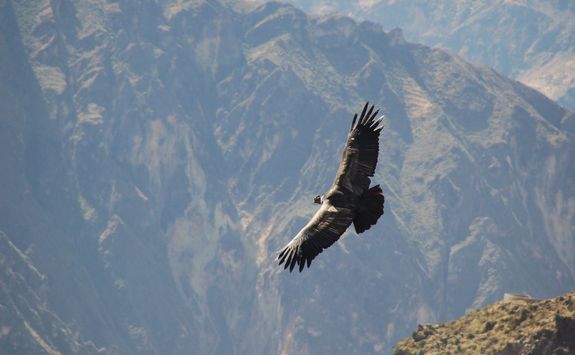 condor mountains colca canyon