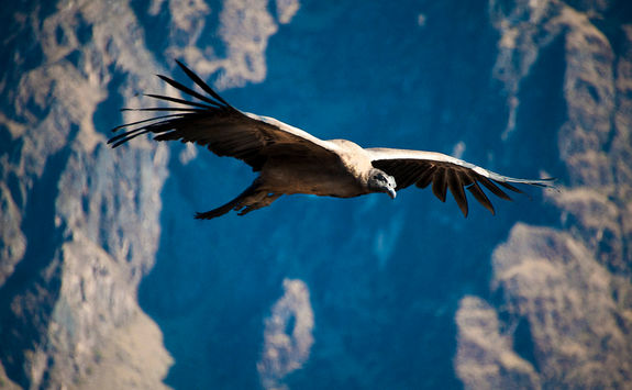 condors colca canyon
