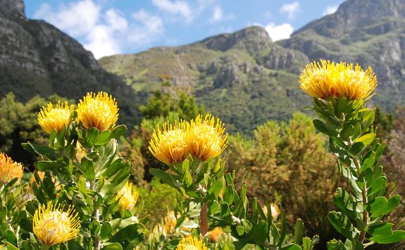 Kirstenbosch gardens