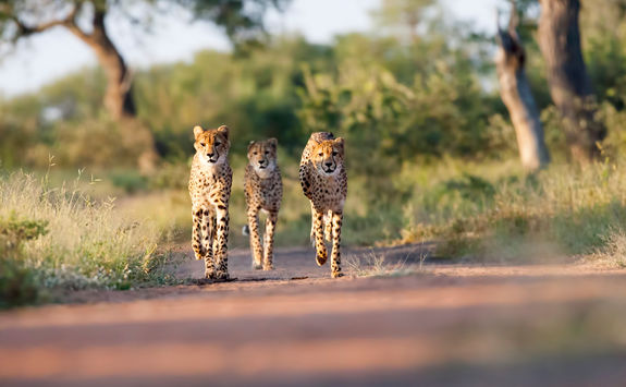 Cheetahs