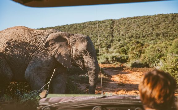Elephant in the Kruger