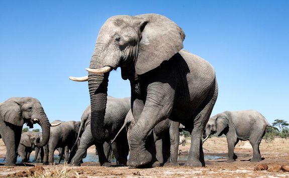 Elephants in Hwange