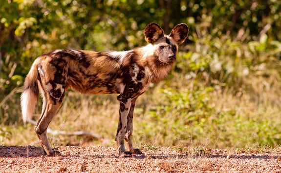 Wild dog in Hwange