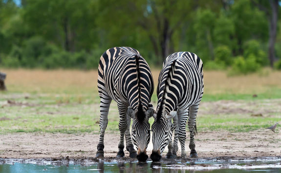 Zebra in Hwange