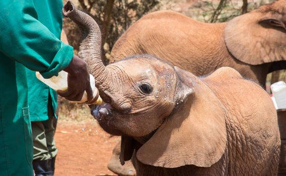 Nairobi elephant orphanage