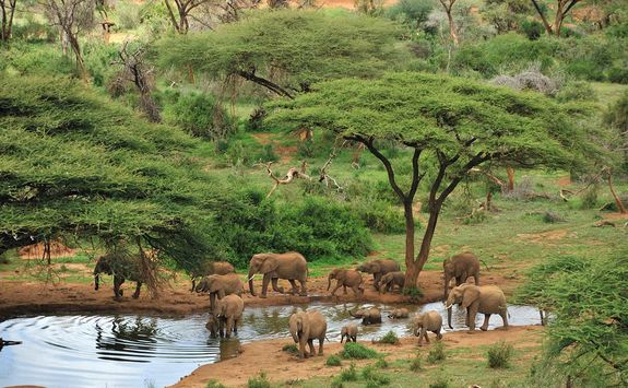 Elephants in Laikipia