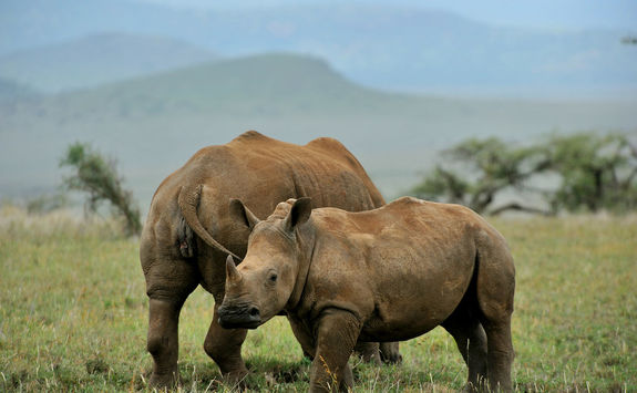 Rhino in Laikipia