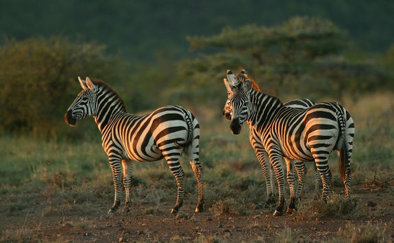 Zebra in Laikipia