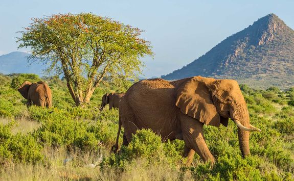 Elephants in Samburu