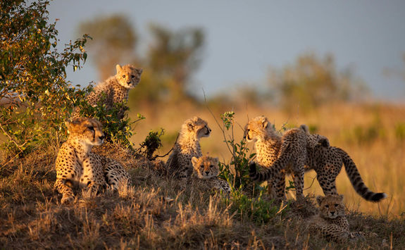 Cheetah in the Masai Mara