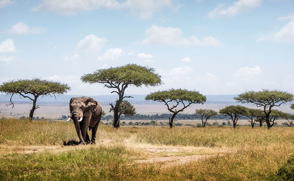 Elephant in the Masai Mara