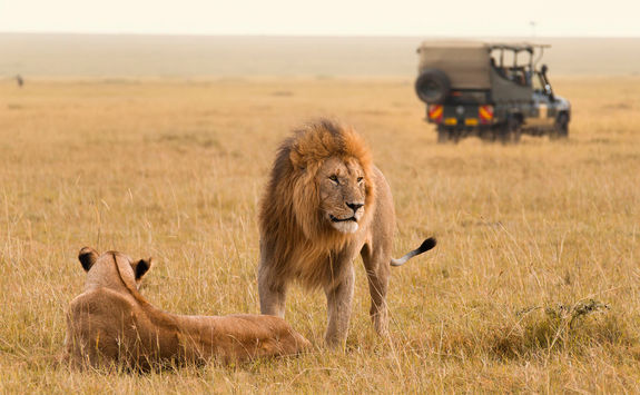 Lions in the Masai Mara
