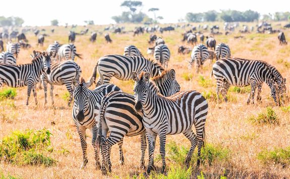 Masai Mara zebras