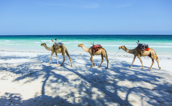Camels on Kenyan beach