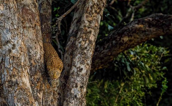 Leopard in Mana Pools