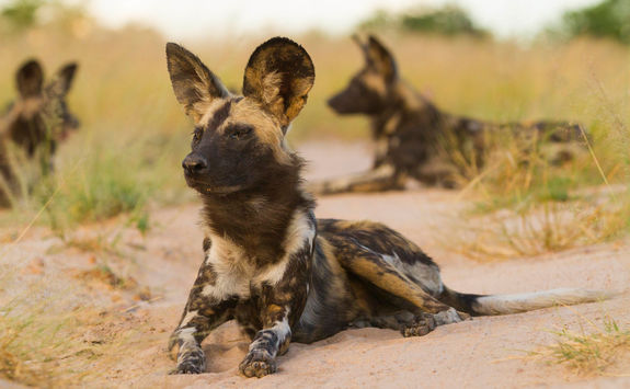 Wild Dogs in Mana Pools