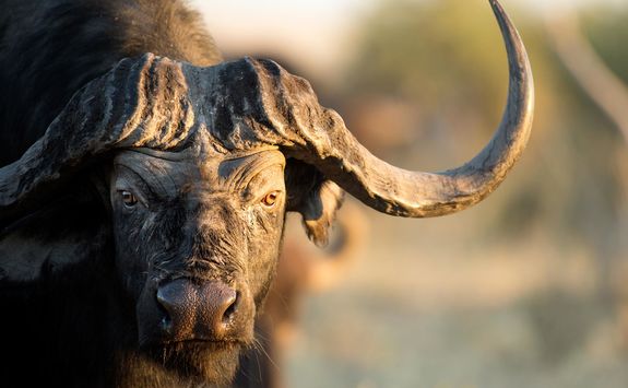 Buffalo Mana Pools