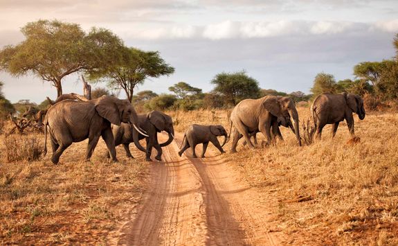 Elephants crossing road in Mana Pools