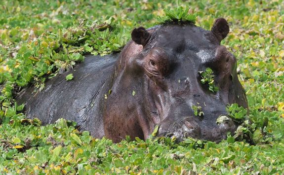 Hippo in the water in Mana Pools