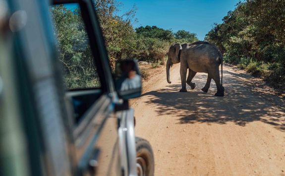 Game drive with elephant