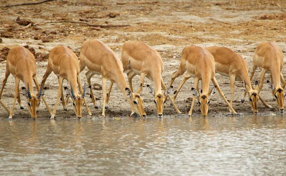 Impala drinking in Mana Pools