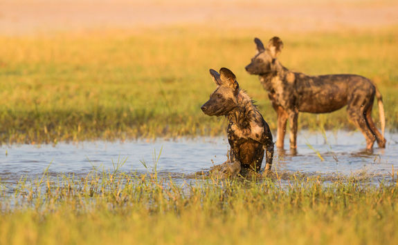Wild Dogs in Mana Pools