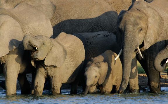Elephants drinking in Hwange