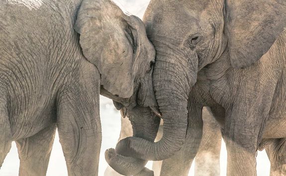 Elephants in Hwange