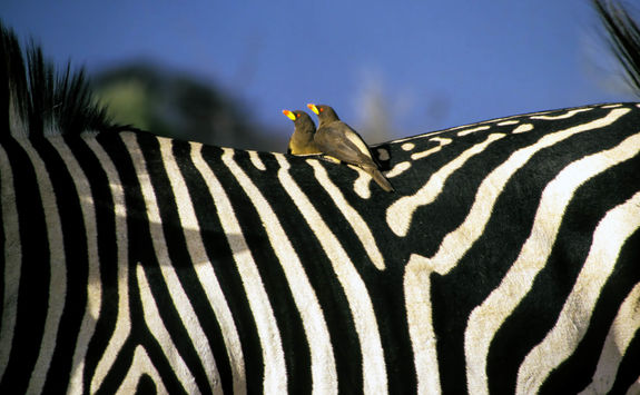 Birds on zebra's back
