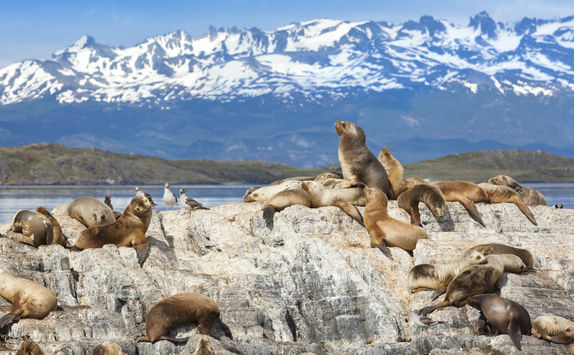 Argentina Ushuaia sea lions