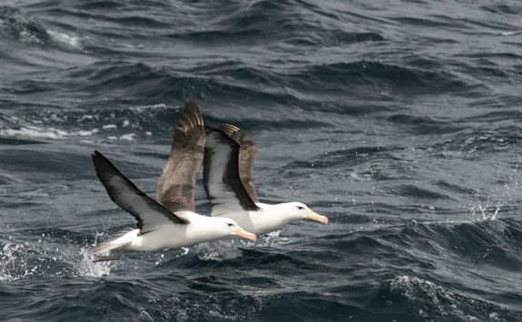 Black browed albatross