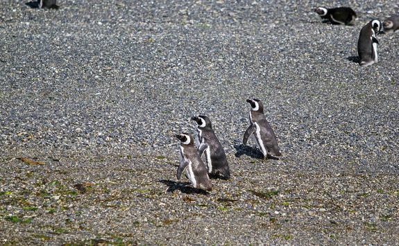 Magellanic penguin Beagle Channel