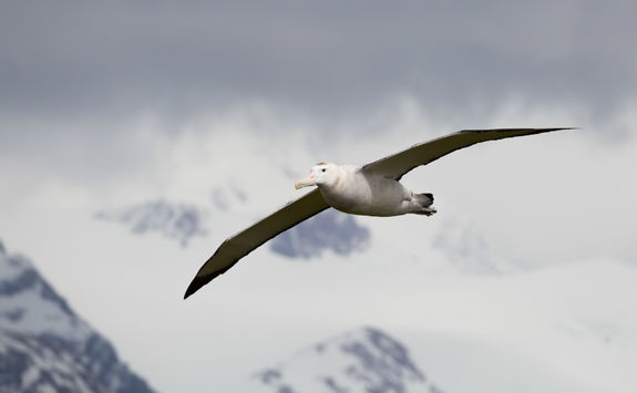 Albatross in flight