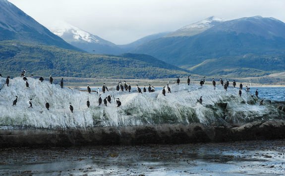 Bird Colony in the Beagle Channel