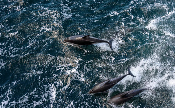 Dolphins in Beagle Channel