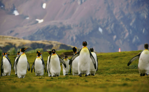 King Penguins, Falkland Islands