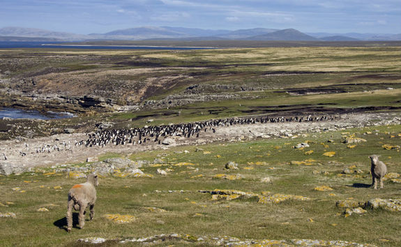Penguin colony in West Falkland