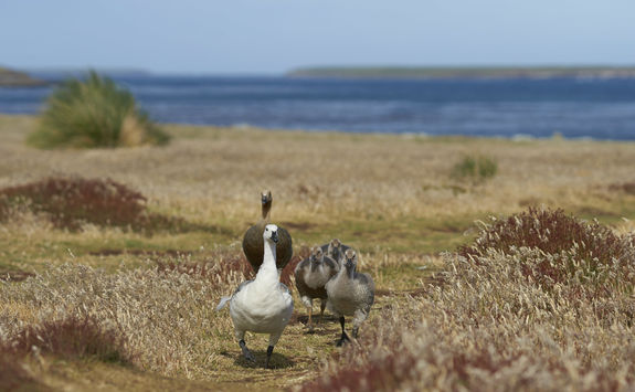 Upland Geese