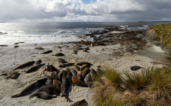 Sea Lions on East Falkland Island