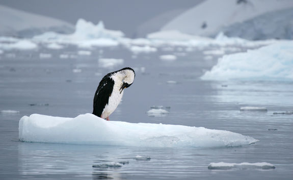 Bird on ice at South Georgia Island