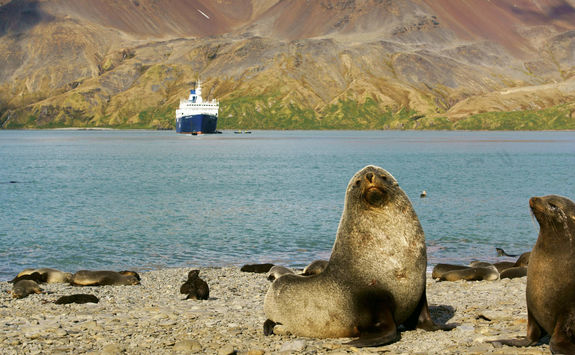Fur Seals on South Georgia's Salisbury Plains