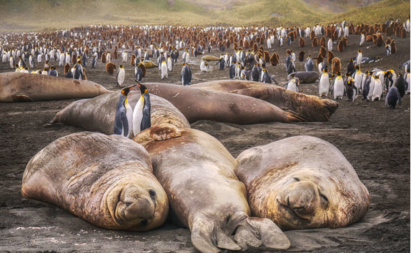 Elephant seals and king penguins