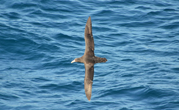 Giant Petrel over the Scotia Sea