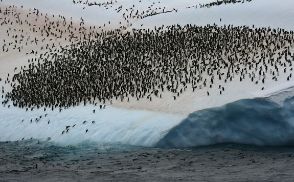 Penguin Colony Scotia Sea