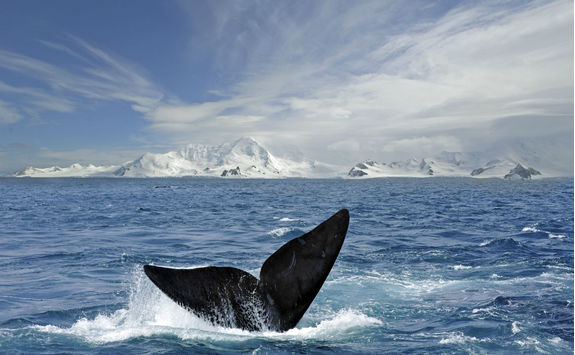 Whale tail in South Shetland Islands