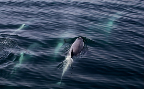 Dolphins in Drake Passage