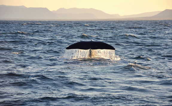 Whale tail in Lofoten Islands