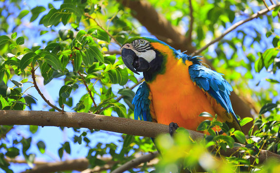 Blue and yellow macaw