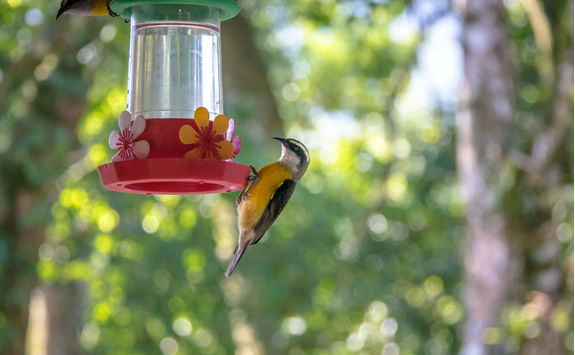 Bananaquit bird having a drink