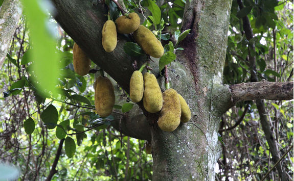Jackfruit in Paraty